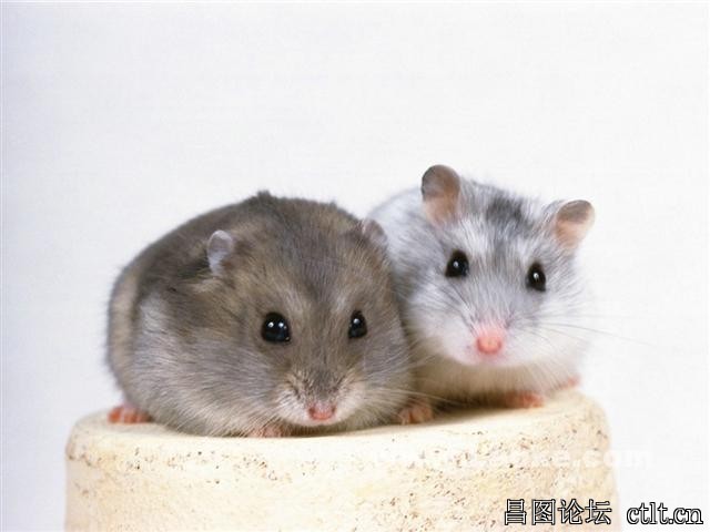 老鼠.jpg