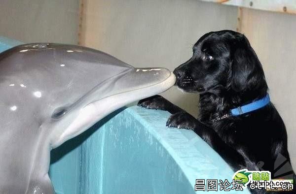 狗：这货是啥？.jpg