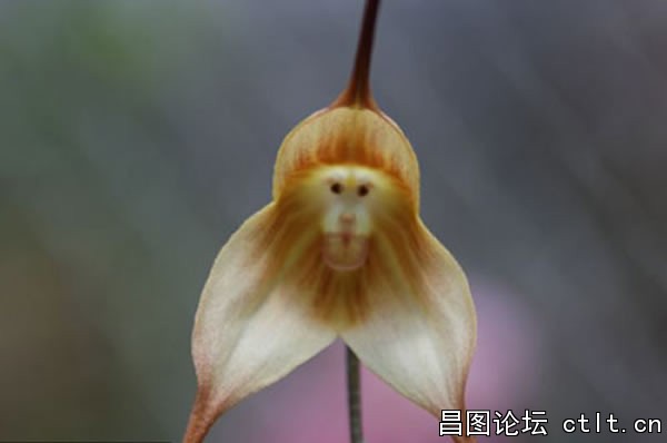猴面小龙兰-2.jpg