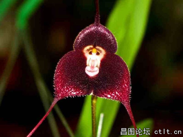猴面小龙兰-3.jpg