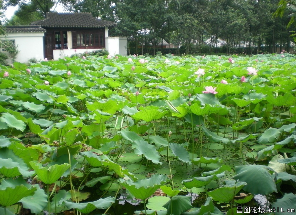 荷花净化水质.jpg