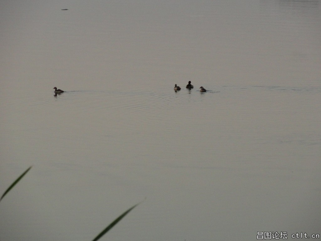 金月湖畔（八一水库）里的野鸭子-1.JPG
