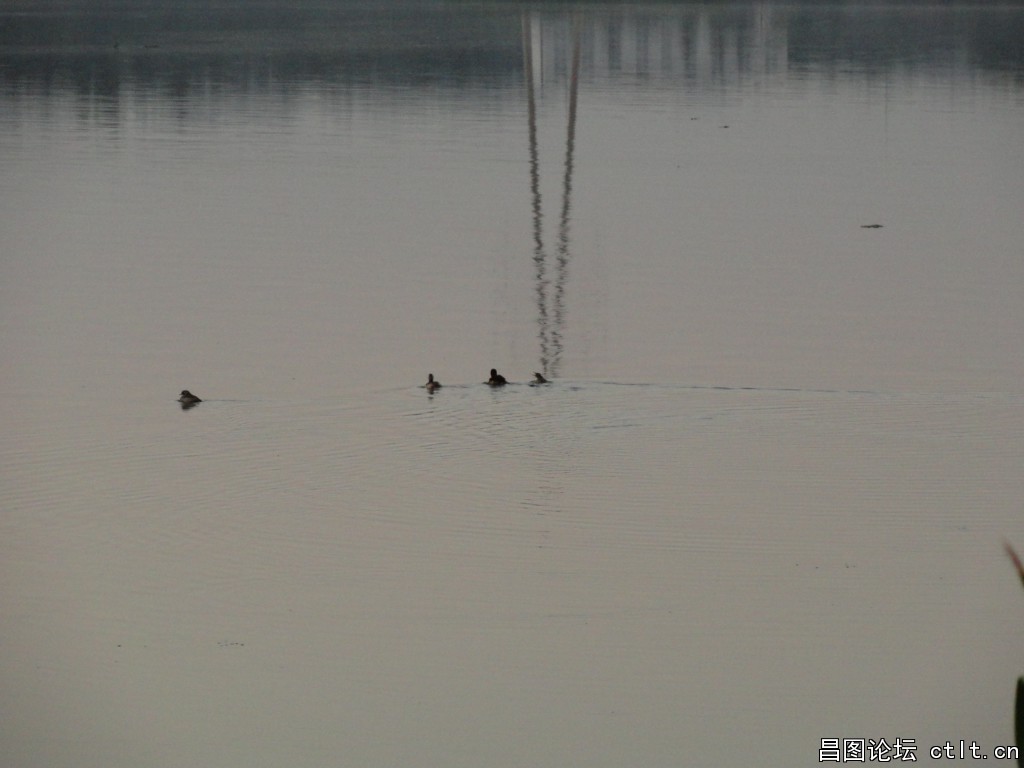 金月湖畔（八一水库）里的野鸭子-2.JPG