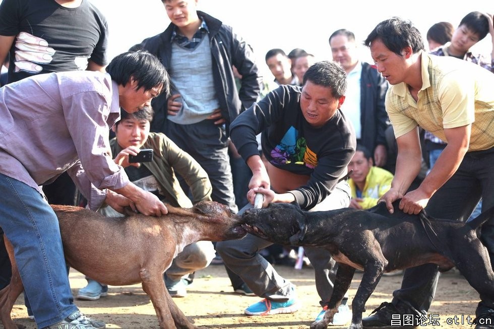 2、两只打斗的狗难以分开.jpg