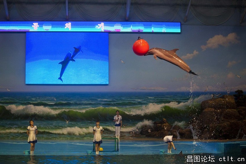 当地时间2012年9月8日，朝鲜平壤，游乐场里的海豚表演.jpg