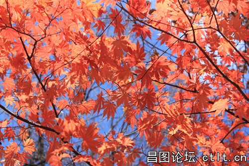 第一帖
