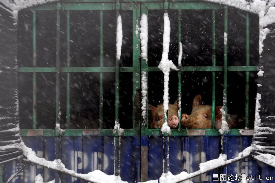 5.11月4日，北京暴雪，八达岭高速积雪40厘米致数百辆汽车拥堵.jpg