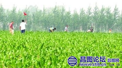 辽宁昌图县：玉米螟绿色防控全覆盖（图）.jpg