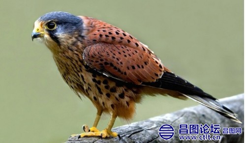 红隼 资料图.jpg
