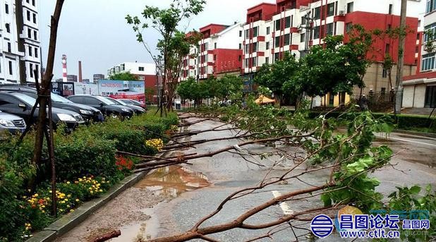 辽宁铁岭昌图县暴雨袭城 树倒水积阻通行-2.jpg