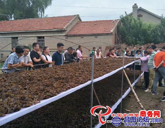 铁岭昌图县农户通过加入食用菌合作社 亩增收过万元.jpg