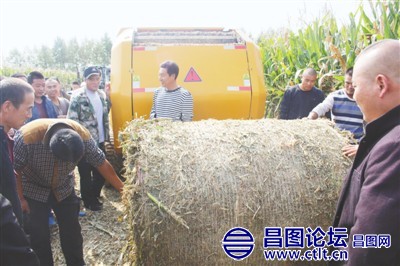 玉米秸秆打包现场.jpg
