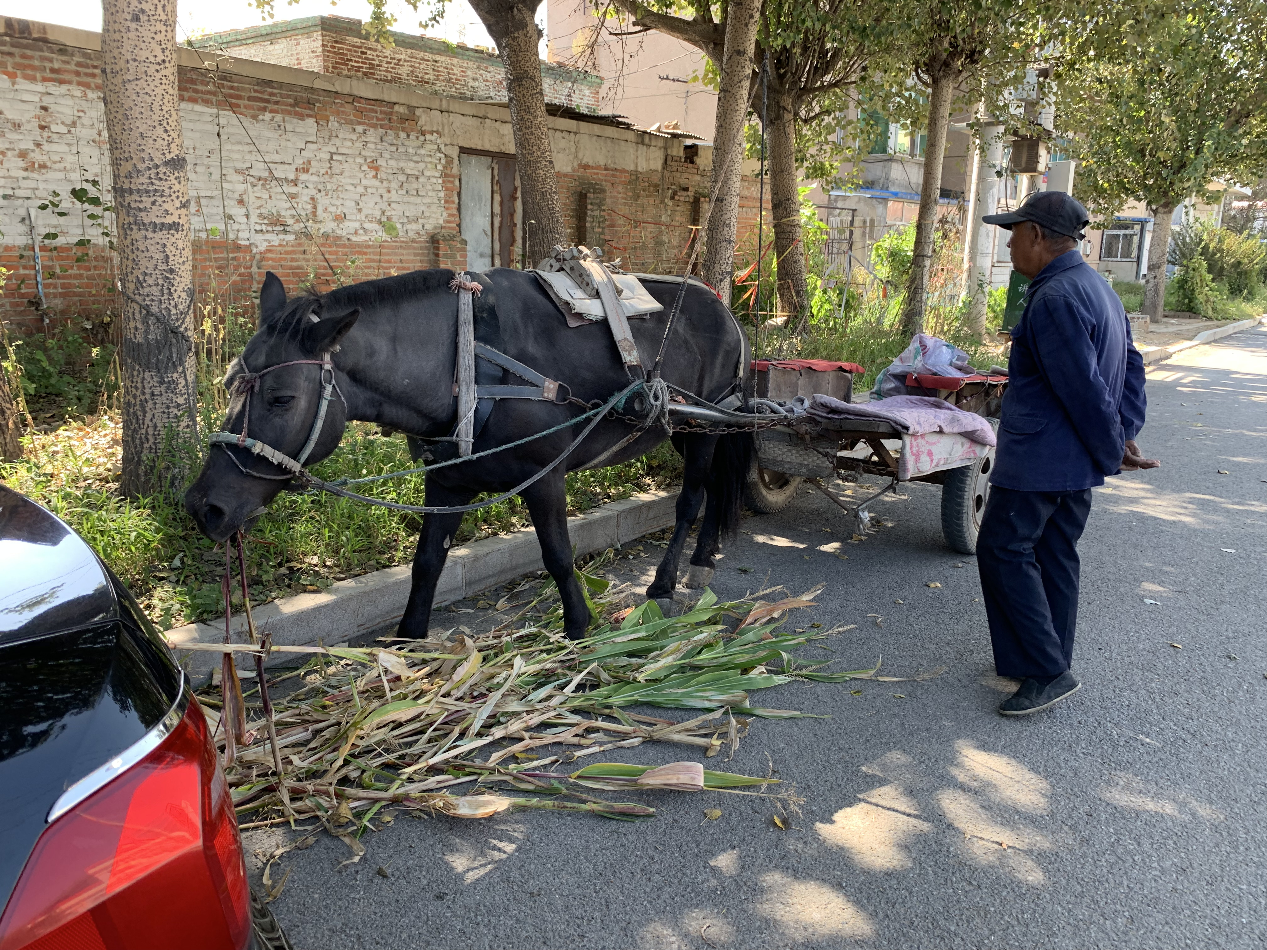 昌图您好-86 昌图铁南81岁赶出租马车拉活的老人