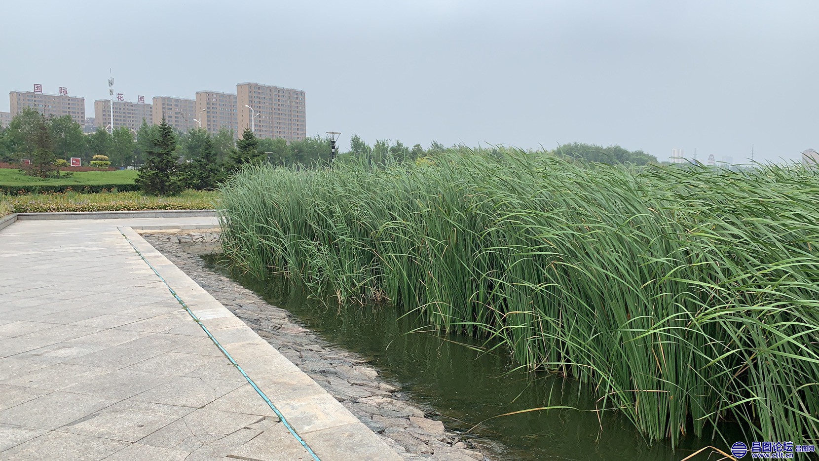 昌图您好-91 昌图新区八一水库蒲棒草.jpg