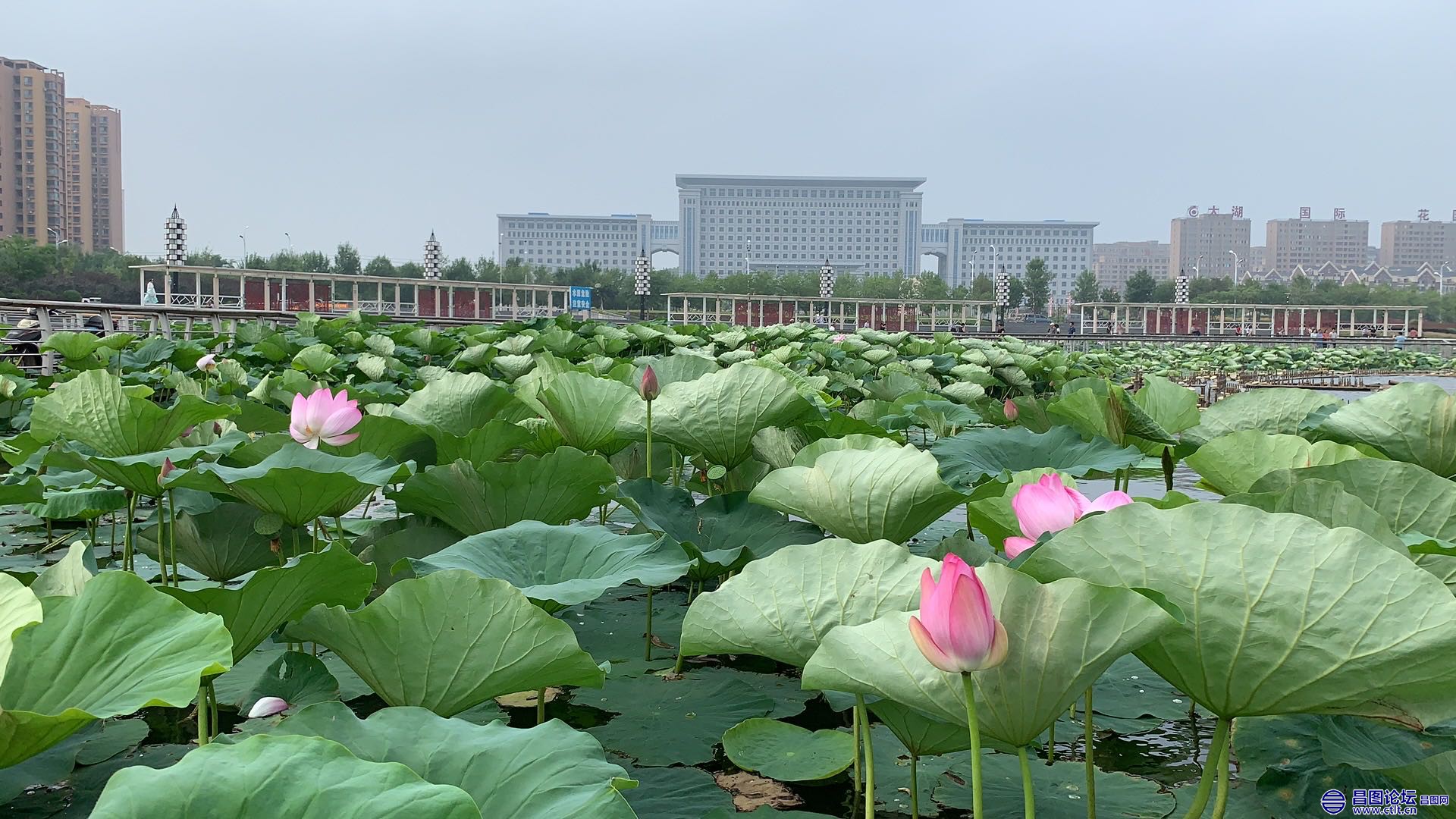 昌图您好-91 昌图新区八一水库绽放的荷花-1.jpg