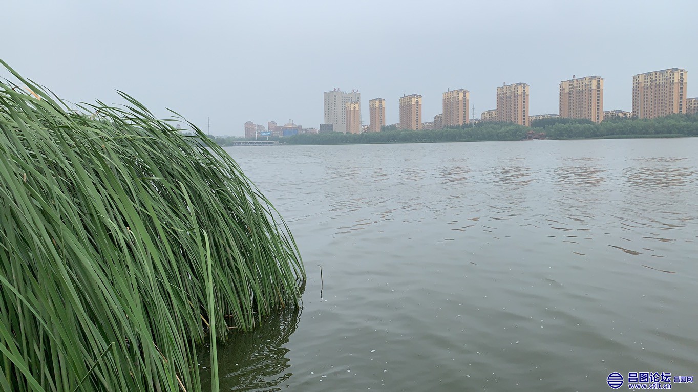 昌图您好-91 昌图新区八一水库绽放的荷花-2.jpg