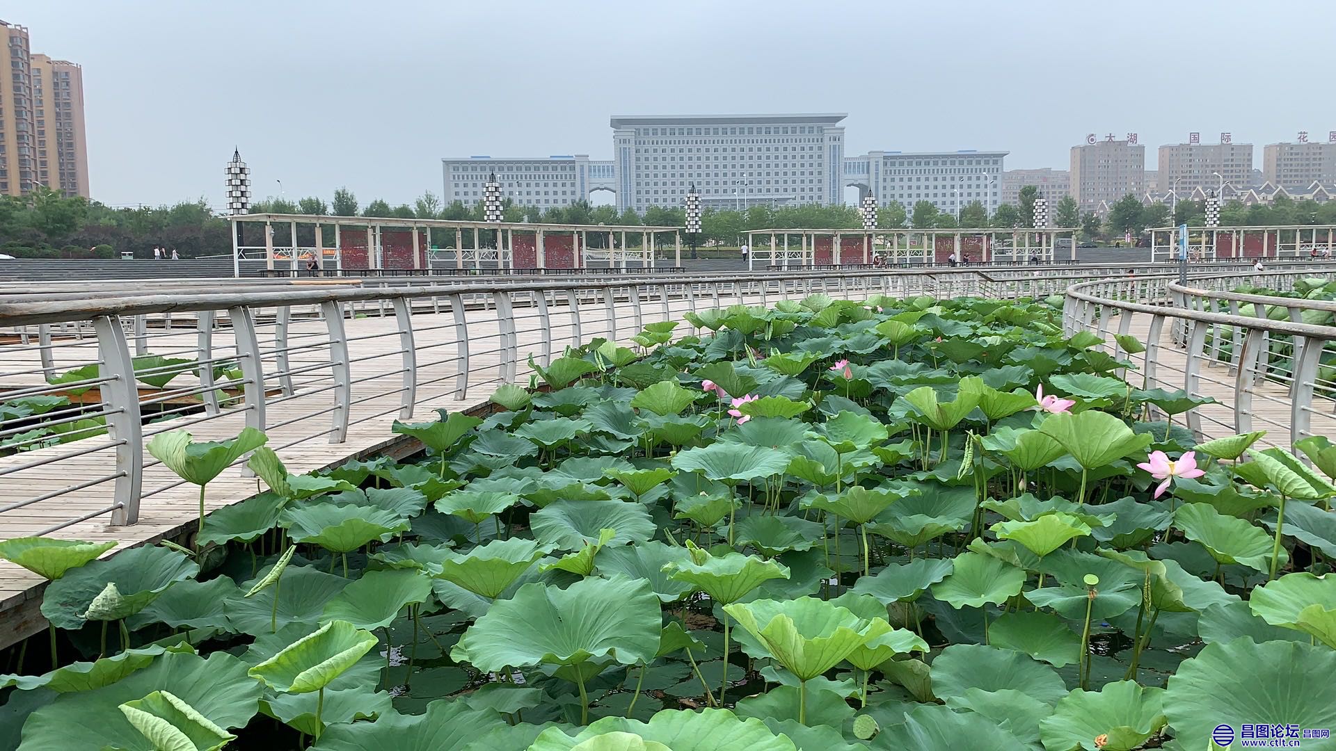 昌图您好-91 昌图新区八一水库绽放的荷花-4.jpg