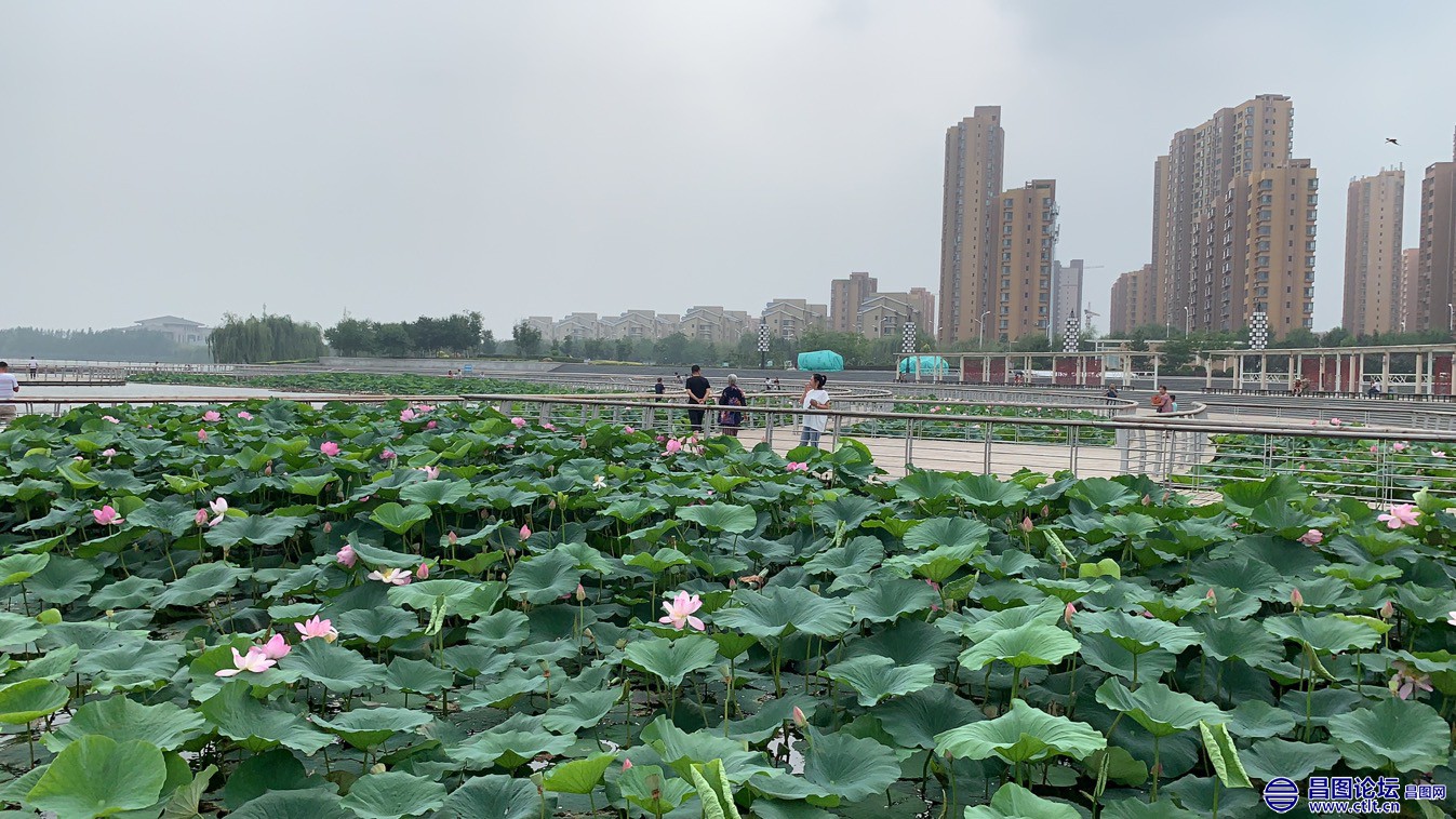 昌图您好-91 昌图新区八一水库绽放的荷花-7.jpg