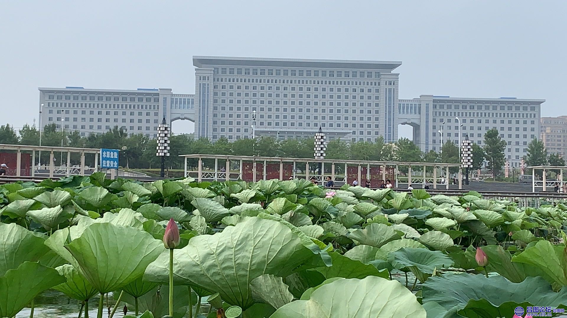 昌图您好-91 昌图新区八一水库绽放的荷花-8.jpg