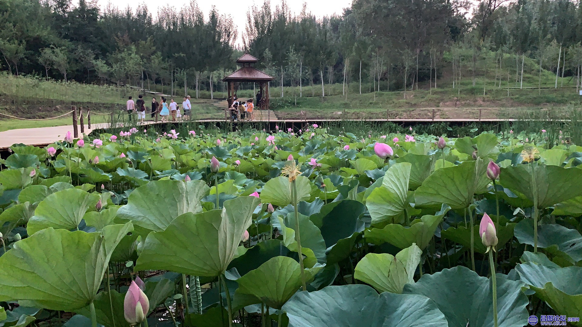 昌图您好-93 北山公园的小荷塘-3.jpg