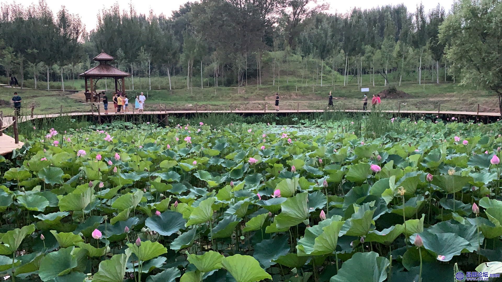 昌图您好-93 北山公园的小荷塘-5.jpg