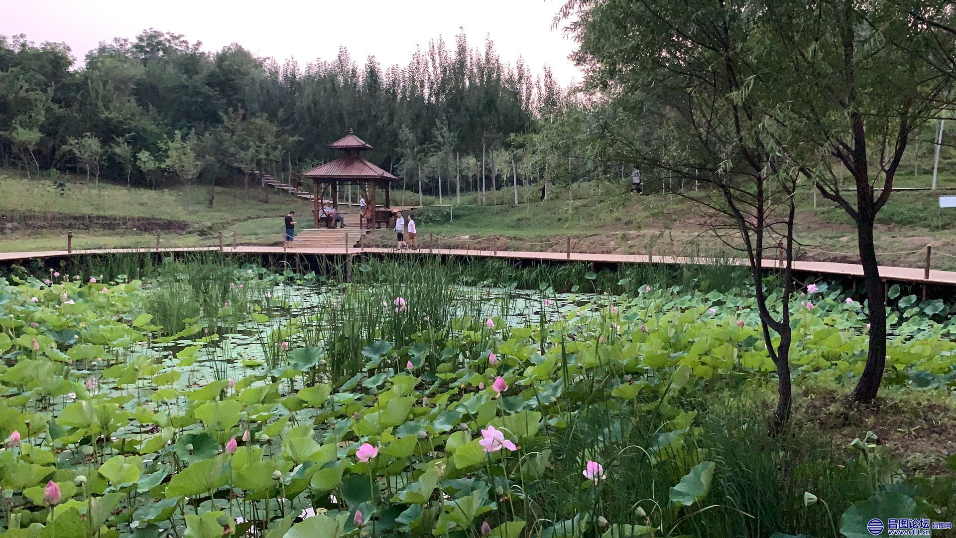 昌图您好-93 北山公园的小荷塘-9.jpg