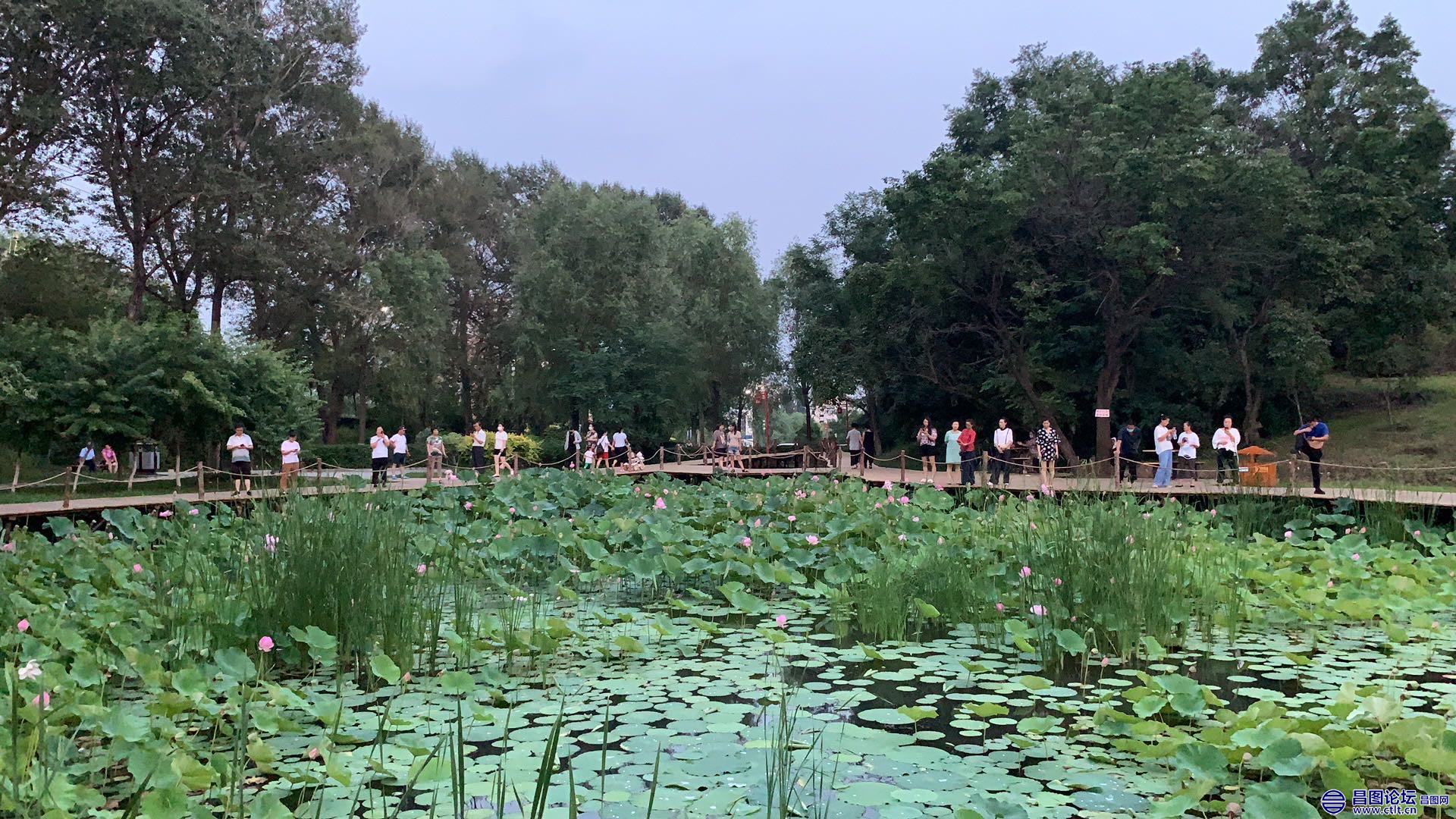昌图您好-93 北山公园的小荷塘-10.jpg