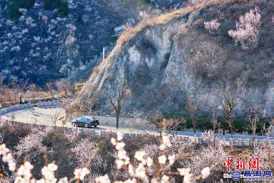 京郊“最美公路”昌赤路繁花似锦 车辆如在花海中行驶
