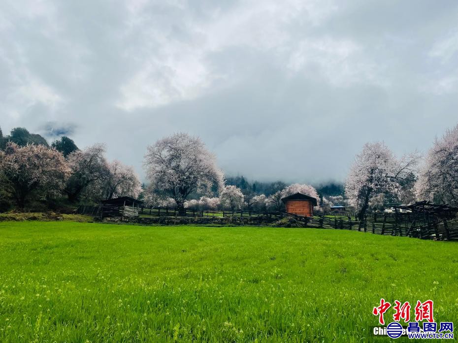 图为西藏林芝桃花盛开.jpg