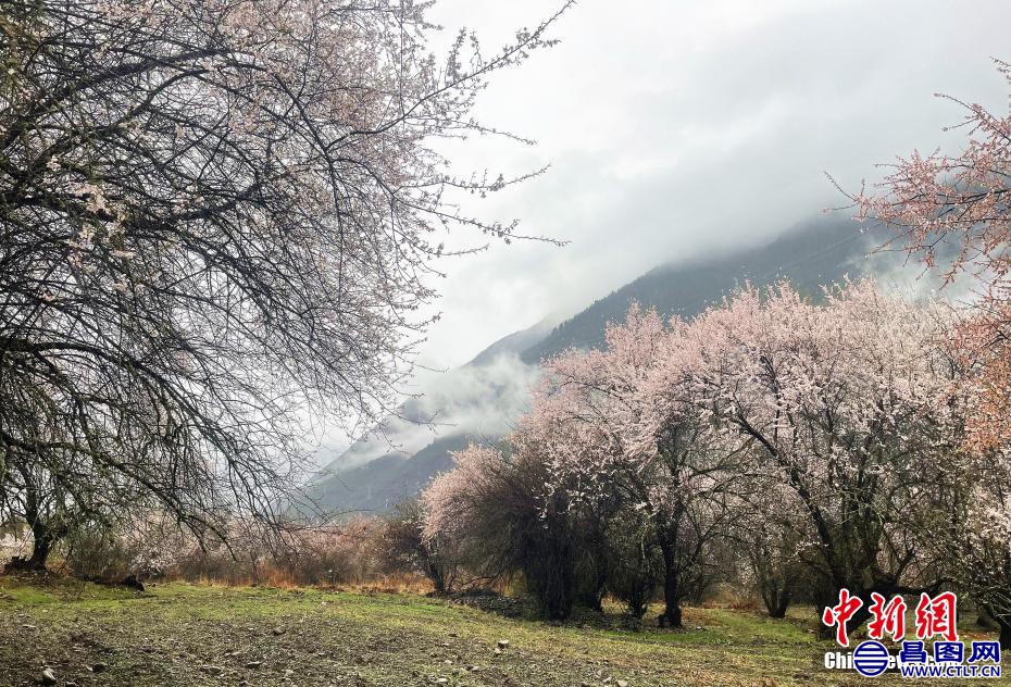 西藏林芝，桃花盛开。 冉文娟 摄-2.jpg