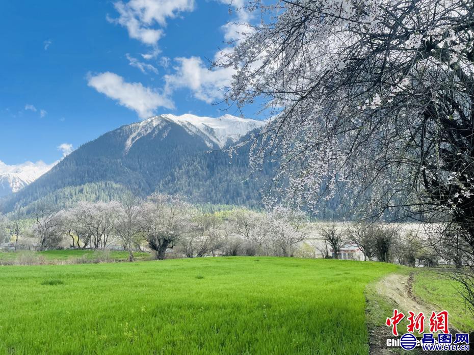 西藏林芝，桃花、草地和远处的雪山组成田园画卷。 冉文娟 摄.jpg