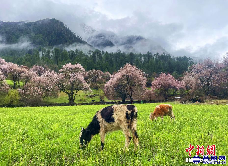 西藏林芝，桃花盛开。 冉文娟 摄-1.jpg
