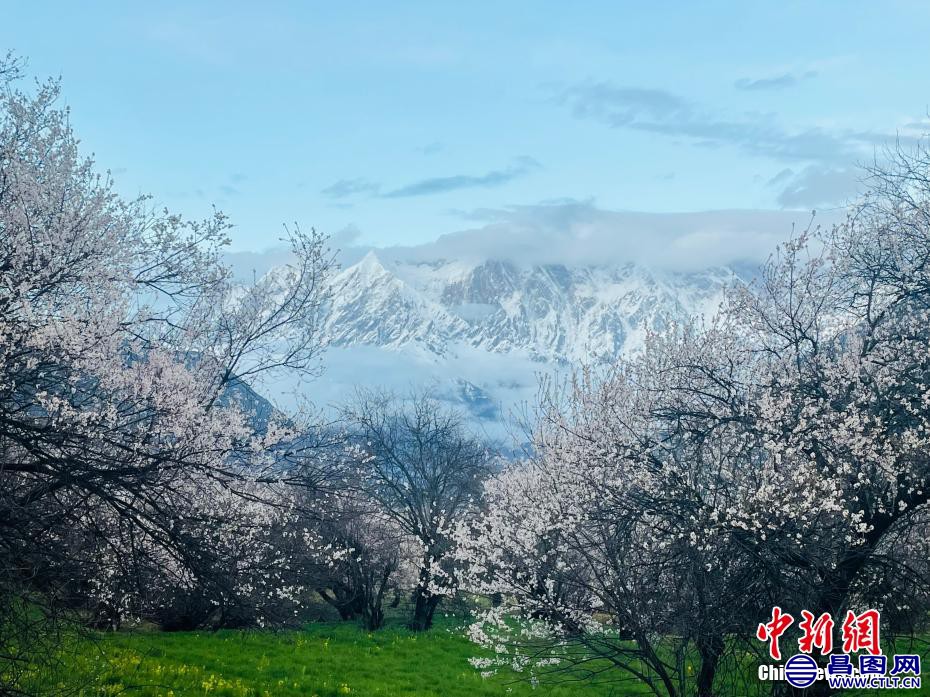 西藏林芝，桃花与南迦巴瓦峰。 冉文娟 摄.jpg
