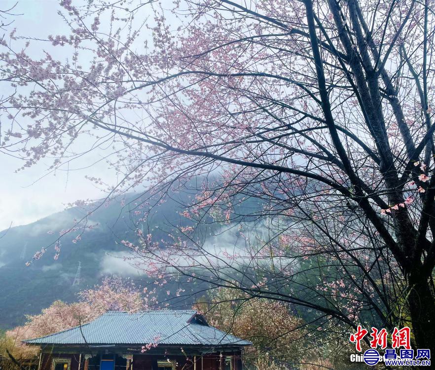 西藏林芝，雨雾中桃花盛开。 冉文娟 摄.jpg