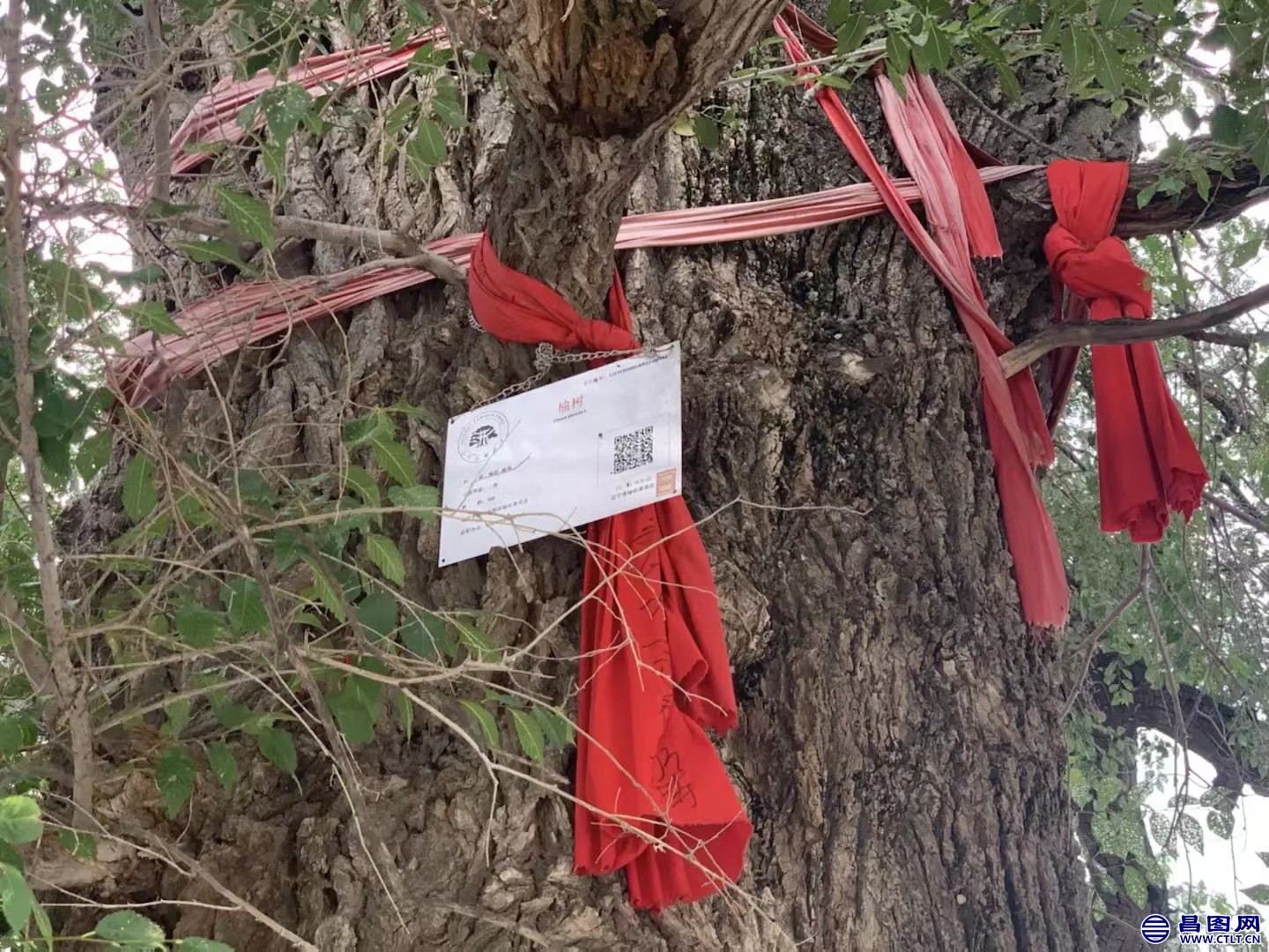 昌图您好-116 辽宁省铁岭市昌图县昌图镇东明村的老榆树-3.jpg