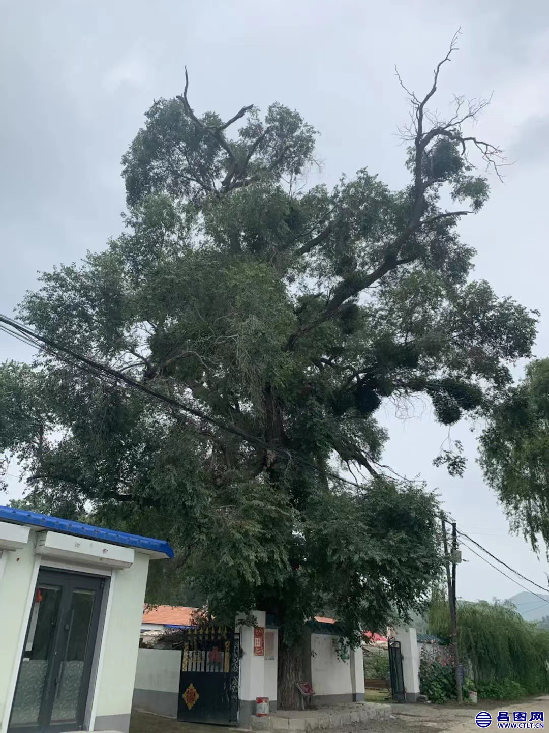 昌图您好-116 辽宁省铁岭市昌图县昌图镇东明村的老榆树-1.jpg