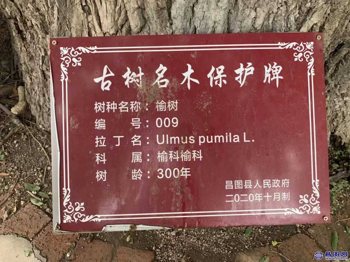昌图您好-116 辽宁省铁岭市昌图县昌图镇东明村的老榆树-2.jpg