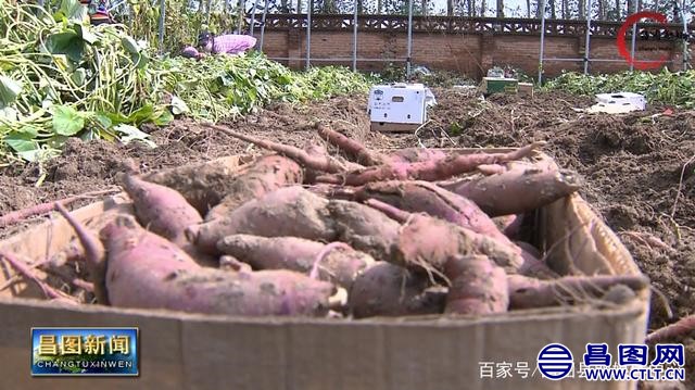 辽宁昌图：古榆树镇：延伸产业链 小红薯做成大产业-7.jpg