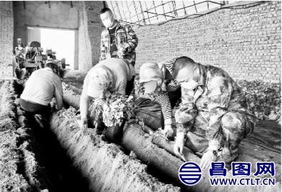 铁岭市昌图县：“公司 基地”助农增收.jpeg