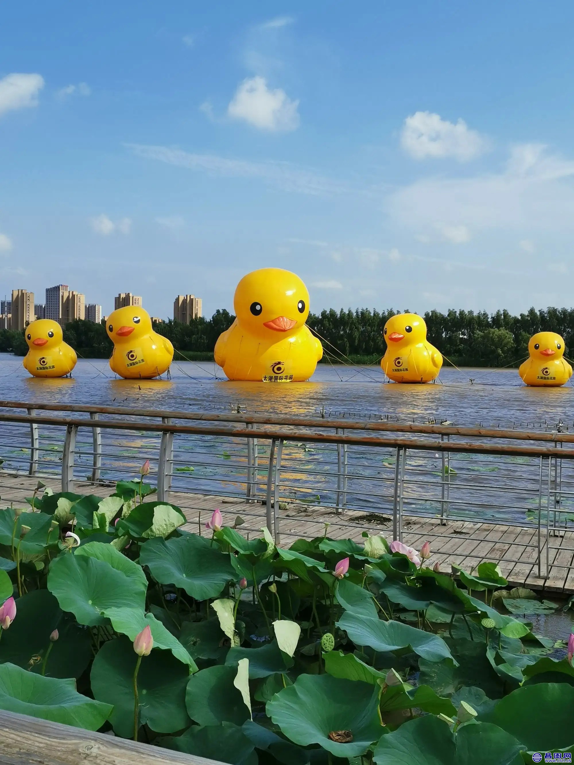 昌图您好-124 昌图新区太湖国际花园大黄鸭.jpg