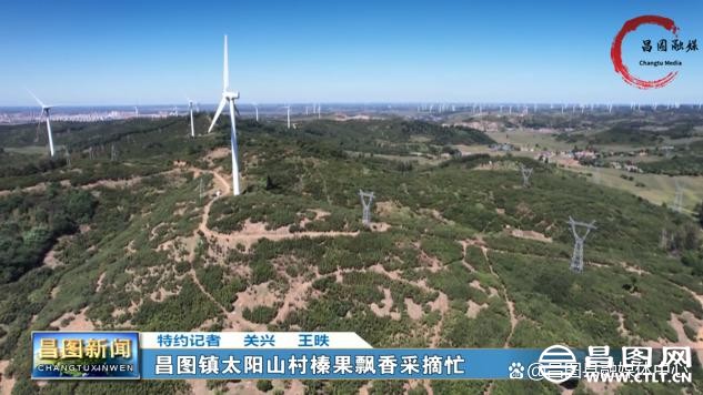 辽宁昌图：榛果飘香采摘忙.jpeg