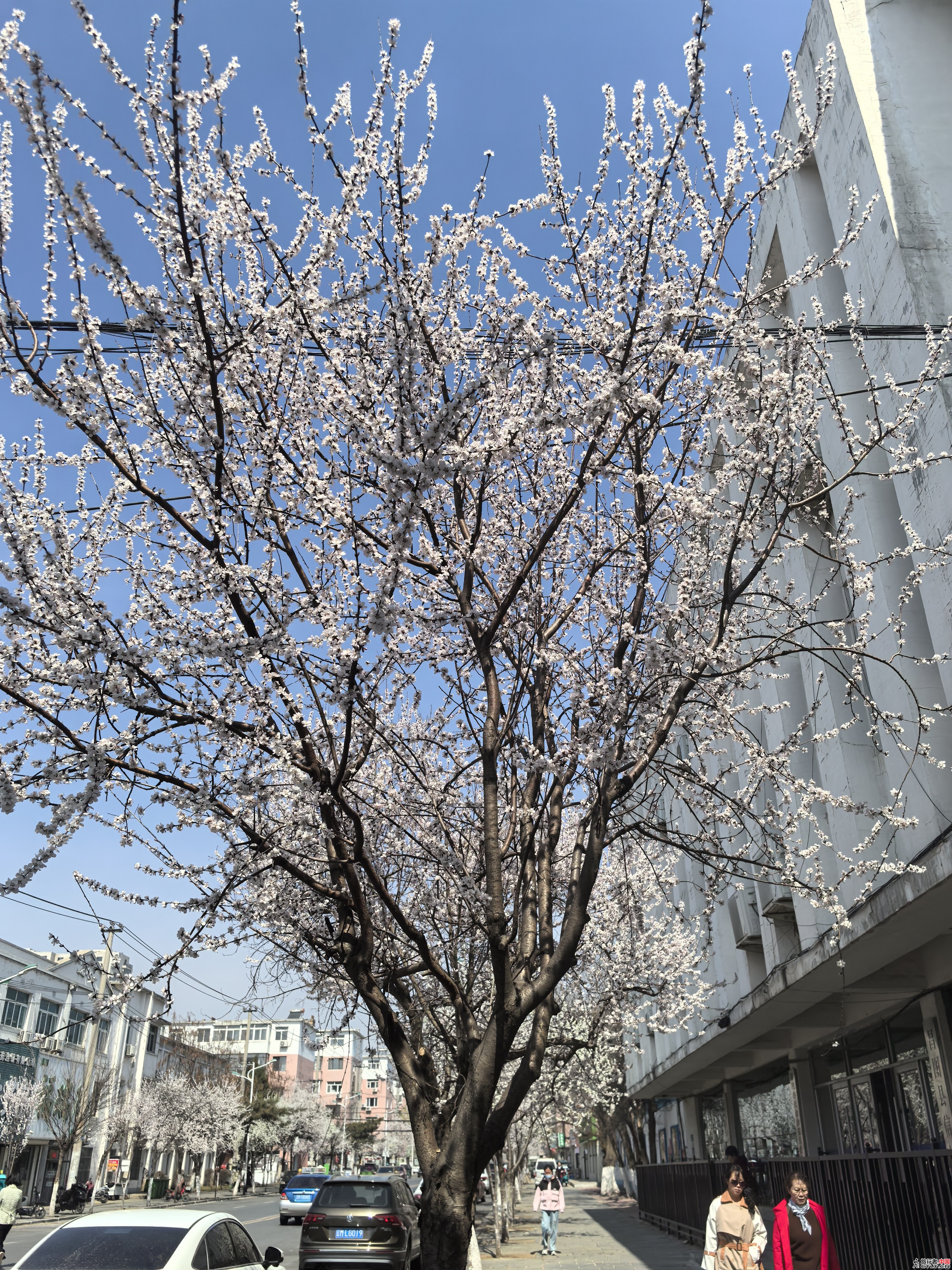 IMG_20250410_104941.jpg