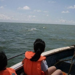 母海豚驮死亡宝贝 孩子妈妈带你回家