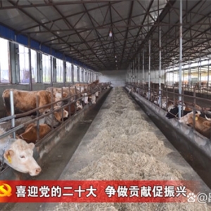 辽宁昌图金家镇黄酒馆村以绿色生态养殖专业合作社为依托 带领村民大力发展黄牛养殖业 ...