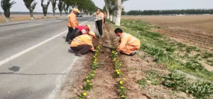 昌图县共完成700多公里的路旁花卉种植任务